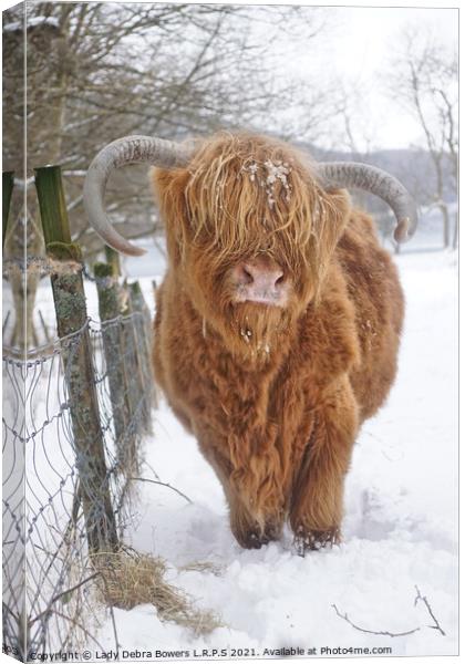 Highland Cow in Snow  Canvas Print by Lady Debra Bowers L.R.P.S