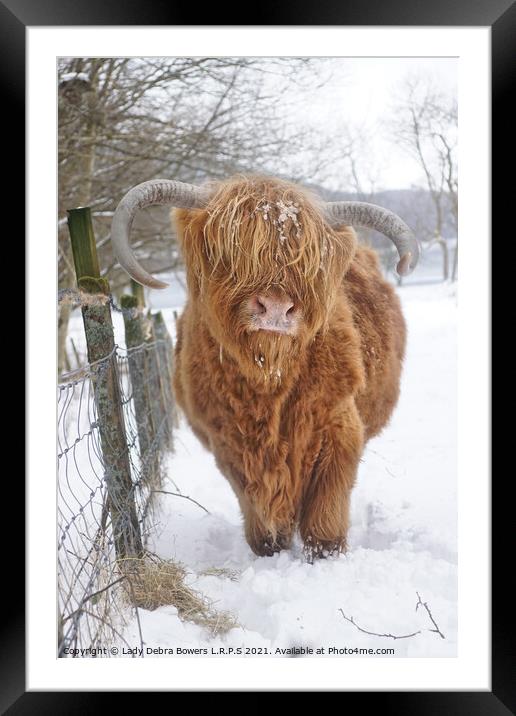 Highland Cow in Snow  Framed Mounted Print by Lady Debra Bowers L.R.P.S