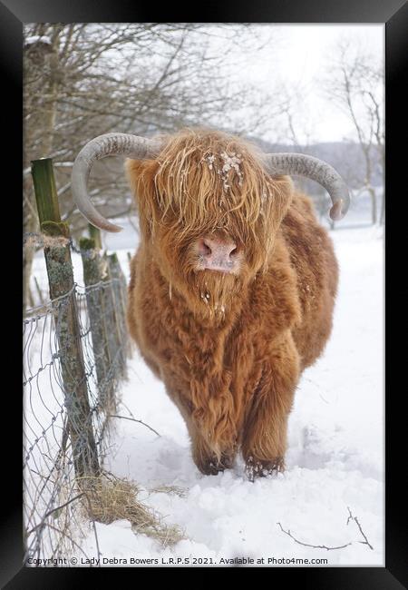 Highland Cow in Snow  Framed Print by Lady Debra Bowers L.R.P.S