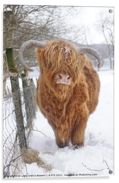 Highland Cow in Snow  Acrylic by Lady Debra Bowers L.R.P.S
