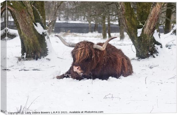 A brown highland cow in the snow Canvas Print by Lady Debra Bowers L.R.P.S