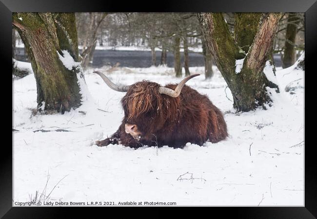 A brown highland cow in the snow Framed Print by Lady Debra Bowers L.R.P.S