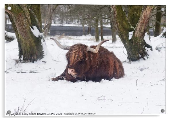A brown highland cow in the snow Acrylic by Lady Debra Bowers L.R.P.S