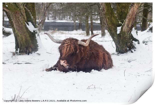 A brown highland cow in the snow Print by Lady Debra Bowers L.R.P.S