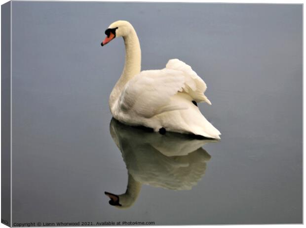 A swan on the water with the reflection Canvas Print by Liann Whorwood