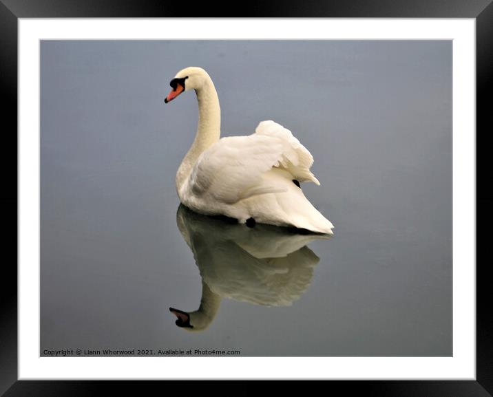 A swan on the water with the reflection Framed Mounted Print by Liann Whorwood