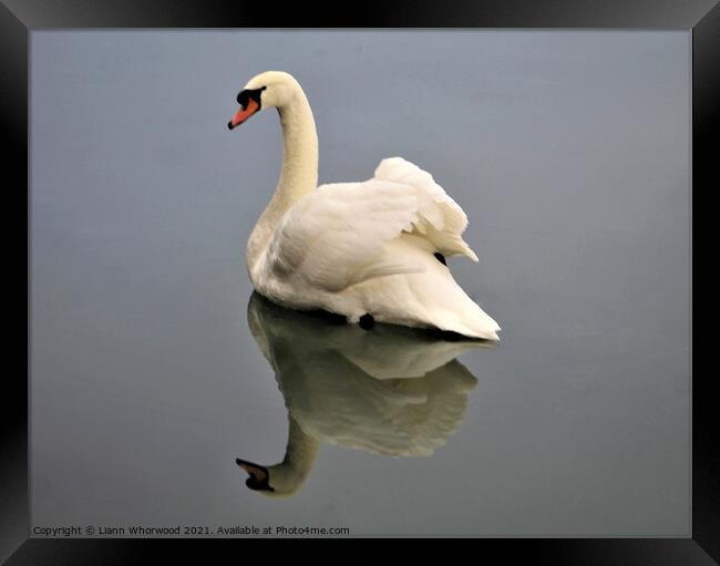 A swan on the water with the reflection Framed Print by Liann Whorwood
