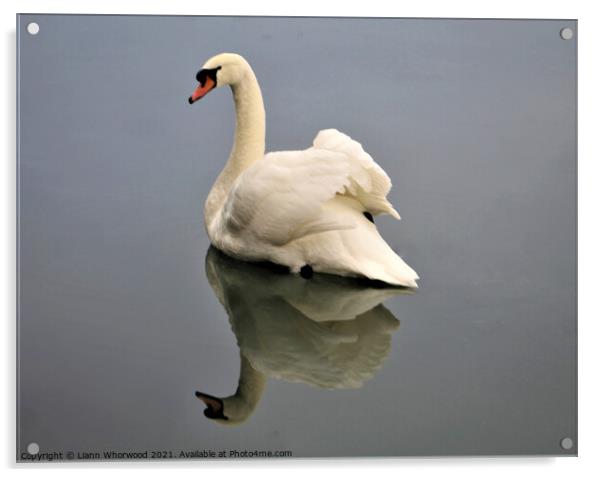 A swan on the water with the reflection Acrylic by Liann Whorwood