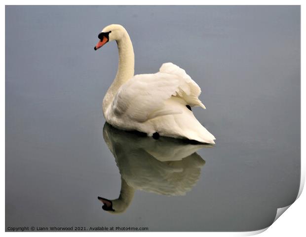 A swan on the water with the reflection Print by Liann Whorwood