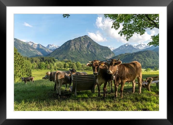 Cow in Bavaria Framed Mounted Print by peter schickert