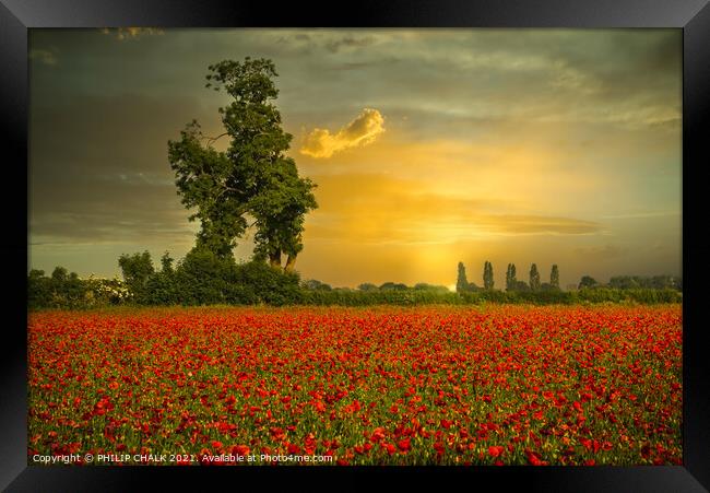 Poppy field sunrise at east Cottingworth near York 36 Framed Print by PHILIP CHALK