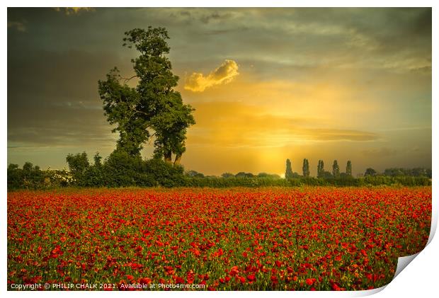 Poppy field sunrise at east Cottingworth near York 36 Print by PHILIP CHALK