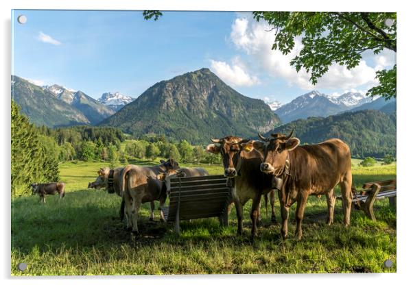Cows in bavaria Acrylic by peter schickert