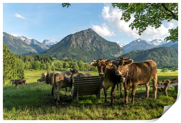 Cows in bavaria Print by peter schickert