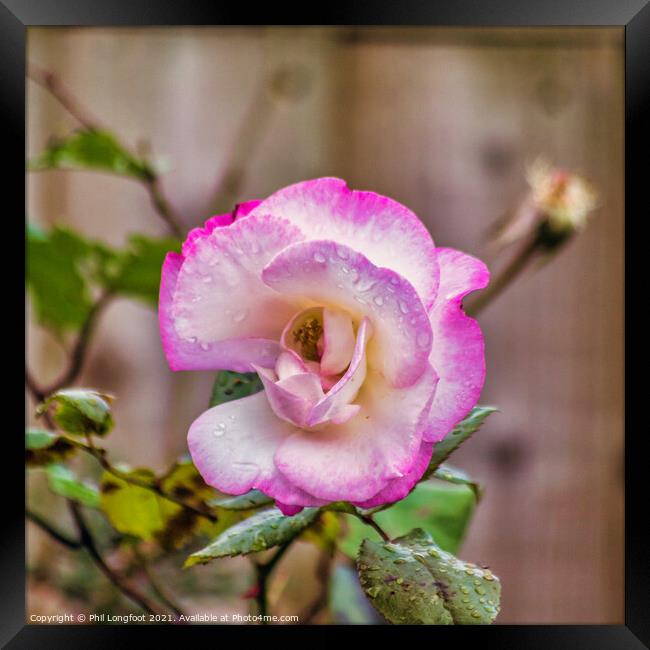 Beautiful Pink Rose on a rainy day  Framed Print by Phil Longfoot
