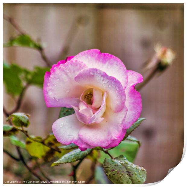 Beautiful Pink Rose on a rainy day  Print by Phil Longfoot