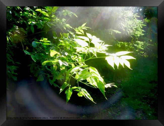 Light in the Forest Framed Print by Stephanie Moore