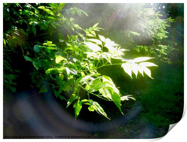 Light in the Forest Print by Stephanie Moore
