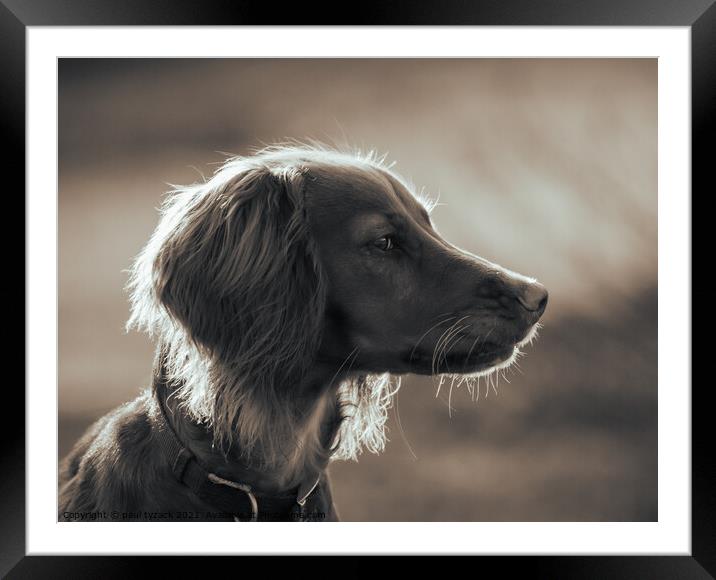 Golden Spaniel Framed Mounted Print by Paul Tyzack