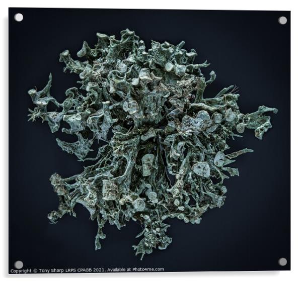 LICHEN -Ramalina fastigiata Acrylic by Tony Sharp LRPS CPAGB