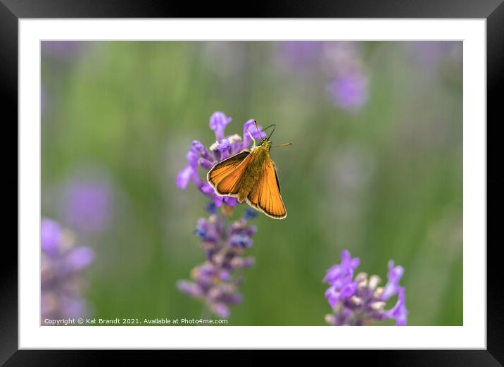 Essex Skipper butterfly (Thymelicus lineola)  Framed Mounted Print by KB Photo