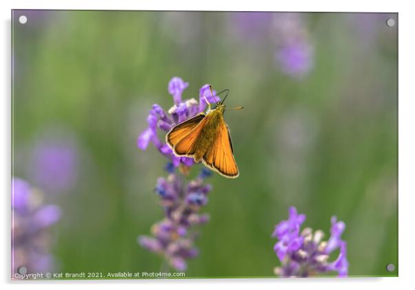 Essex Skipper butterfly (Thymelicus lineola)  Acrylic by KB Photo
