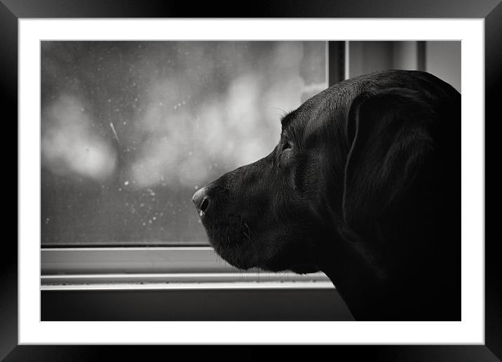 Wet Days - Labrador Framed Mounted Print by Simon Wrigglesworth