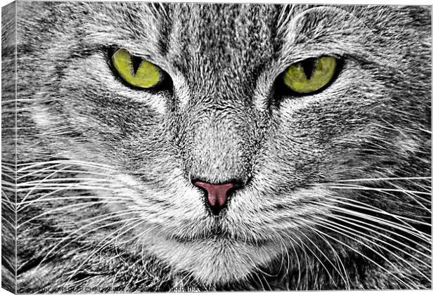 Cat stare 38 Canvas Print by PHILIP CHALK