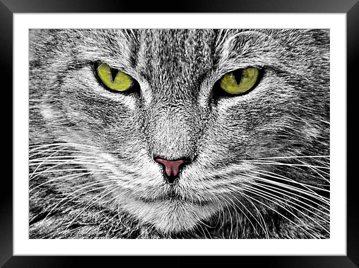 Cat stare 38 Framed Mounted Print by PHILIP CHALK