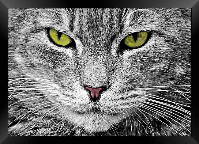 Cat stare 38 Framed Print by PHILIP CHALK
