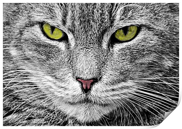 Cat stare 38 Print by PHILIP CHALK