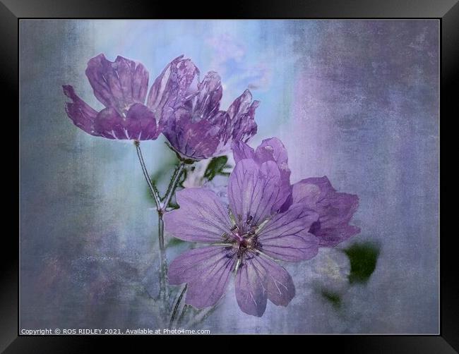 Colourful Cranesbill Framed Print by ROS RIDLEY