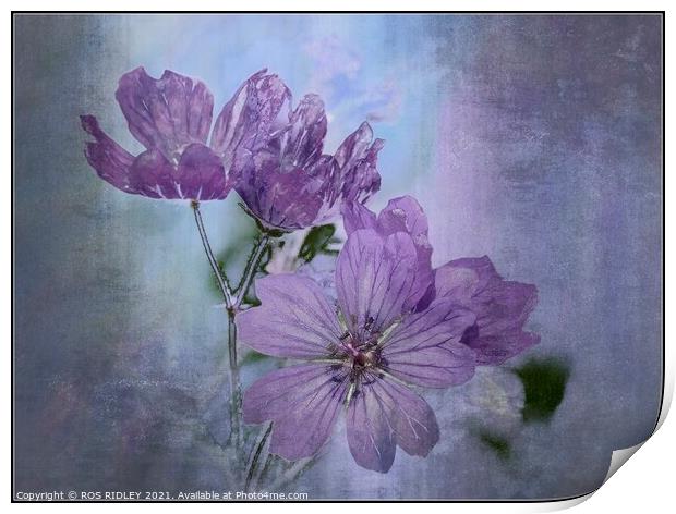 Colourful Cranesbill Print by ROS RIDLEY