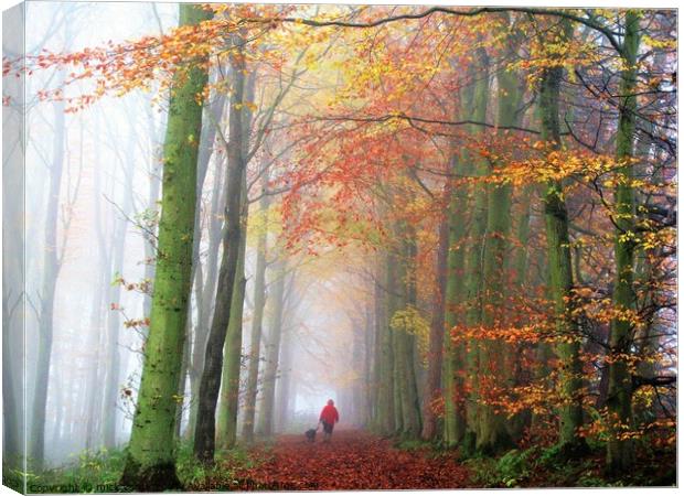 A walk through the woods in autumn. Canvas Print by mick vardy