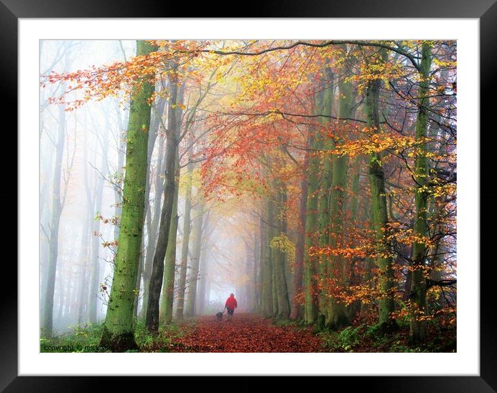 A walk through the woods in autumn. Framed Mounted Print by mick vardy