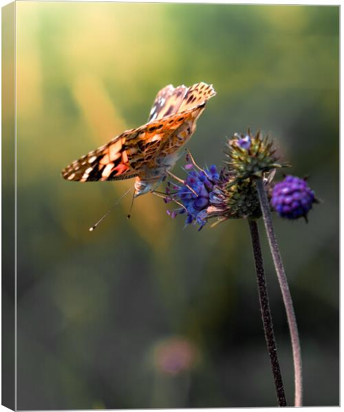 Painted Lady Canvas Print by Mark Jones