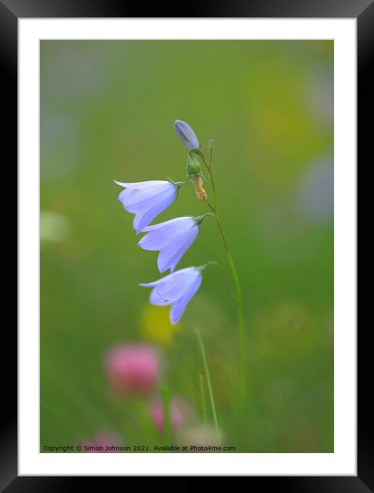Harebell Close up  Framed Mounted Print by Simon Johnson