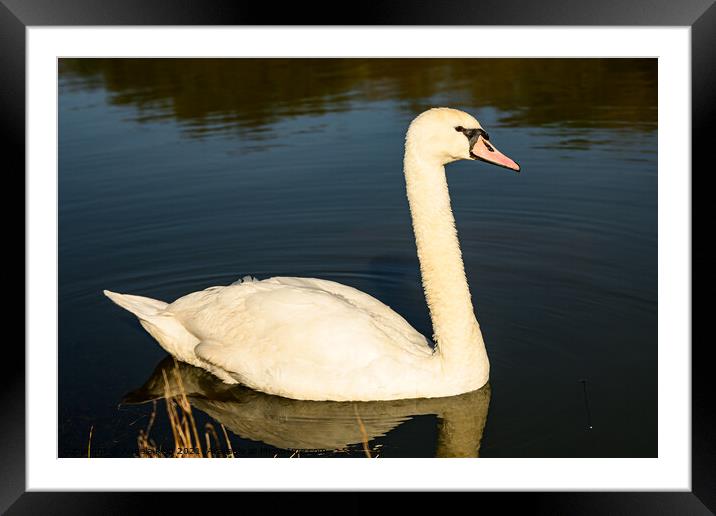 Golden Swan Framed Mounted Print by Reidy's Photos
