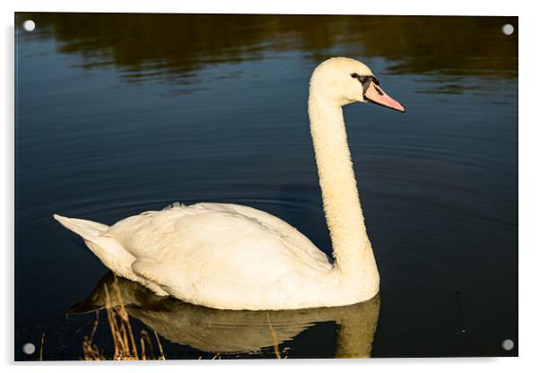 Golden Swan Acrylic by Reidy's Photos