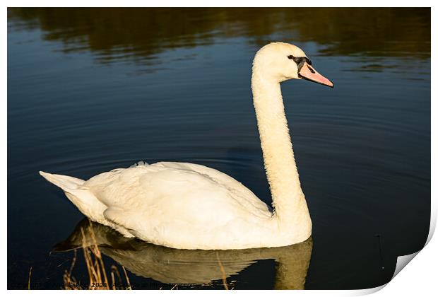 Golden Swan Print by Reidy's Photos