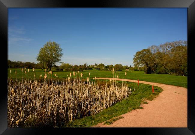 Rushes on the Golf Course Framed Print by Reidy's Photos