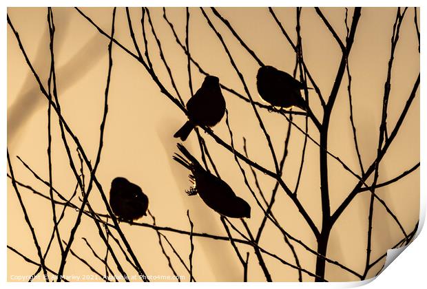 early bird Print by Ali Marley