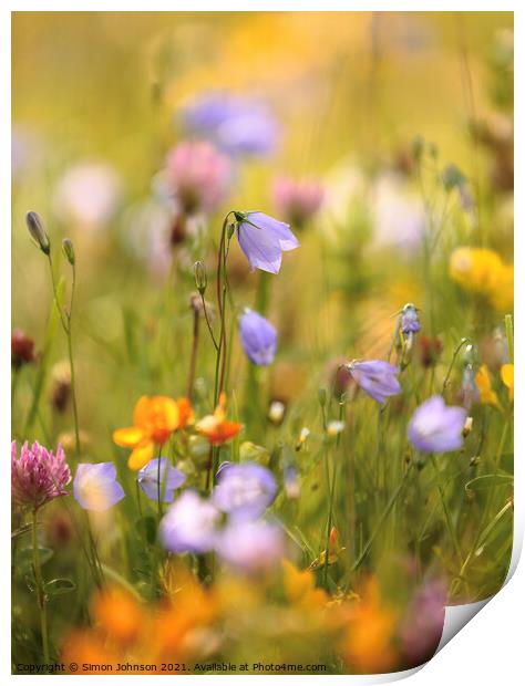 meadow flowers Print by Simon Johnson