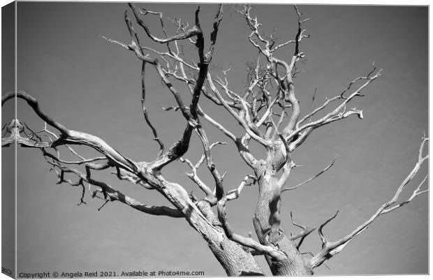 Black and White Dead Tree Canvas Print by Reidy's Photos
