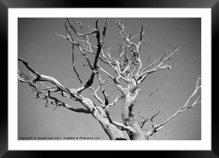 Black and White Dead Tree Framed Mounted Print by Reidy's Photos