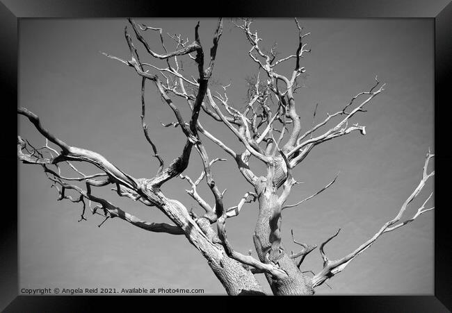 Black and White Dead Tree Framed Print by Reidy's Photos