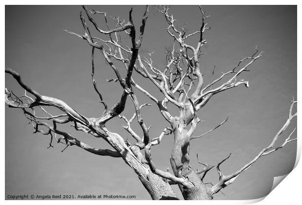 Black and White Dead Tree Print by Reidy's Photos