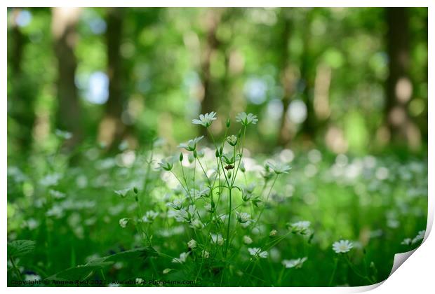 Spring Daisy's  Print by Reidy's Photos