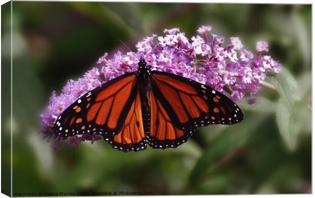  Monarch Butterfly Canvas Print by Elaine Manley