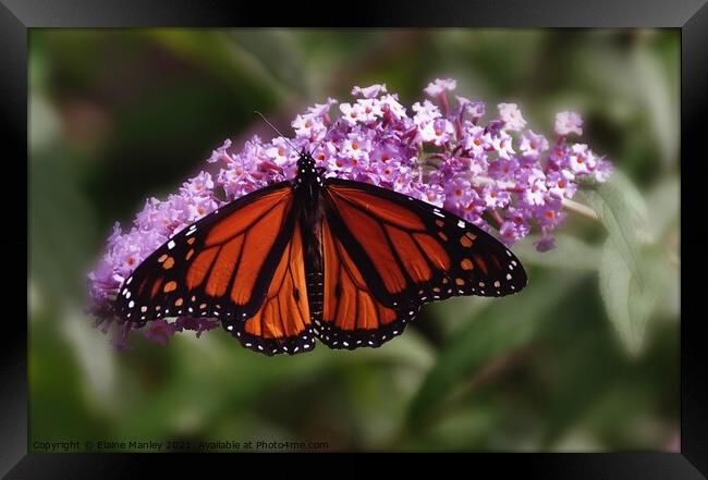  Monarch Butterfly Framed Print by Elaine Manley